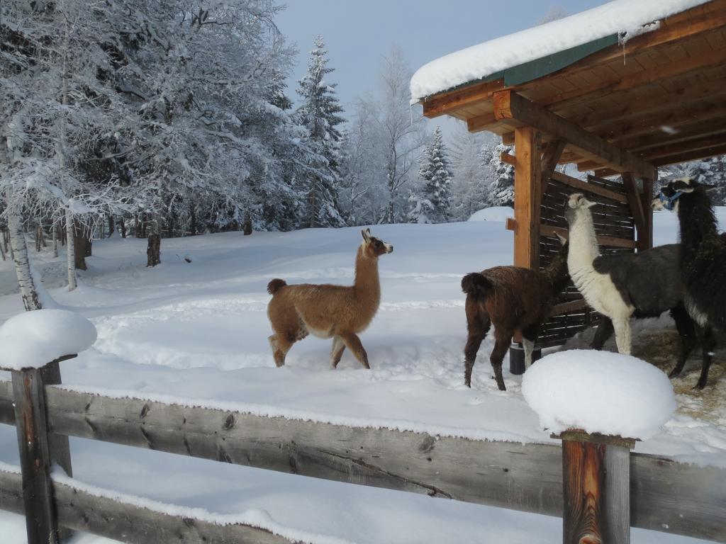 Landhaus Charlotte Am Geigenbuehel -Apartments Seefeld in Tirol Eksteriør bilde